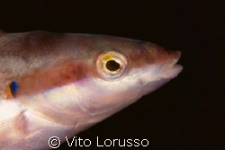 Fishs - Coris julis (male) by Vito Lorusso 